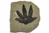 Fossil Sycamore (Macginitiea) Leaf - Green River Formation, Utah #356074-1